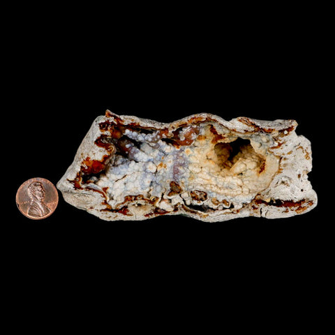 4.4" Agatized Coral Fossil Oligocene and Miocene Epochs Tampa Bay Florida - Fossil Age Minerals