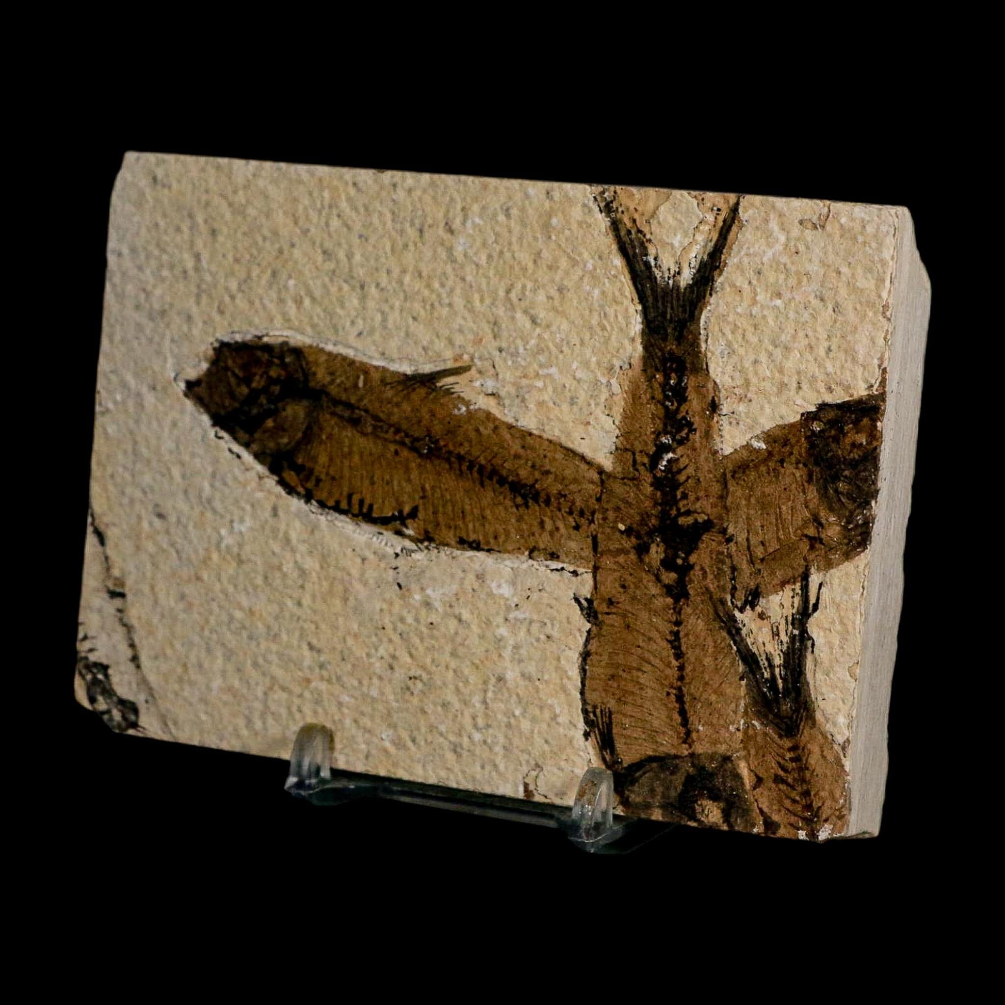 2 Two Knightia Eocaena Fossil Fish Green River FM Wyoming Eocene Age COA & Stand - Fossil Age Minerals