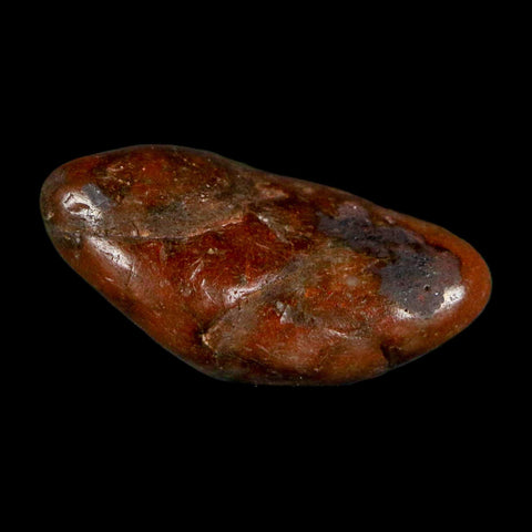 1.1" Sauropod Dinosaur Stomach Stone Gastrolith Rock Gizzard Stone COA