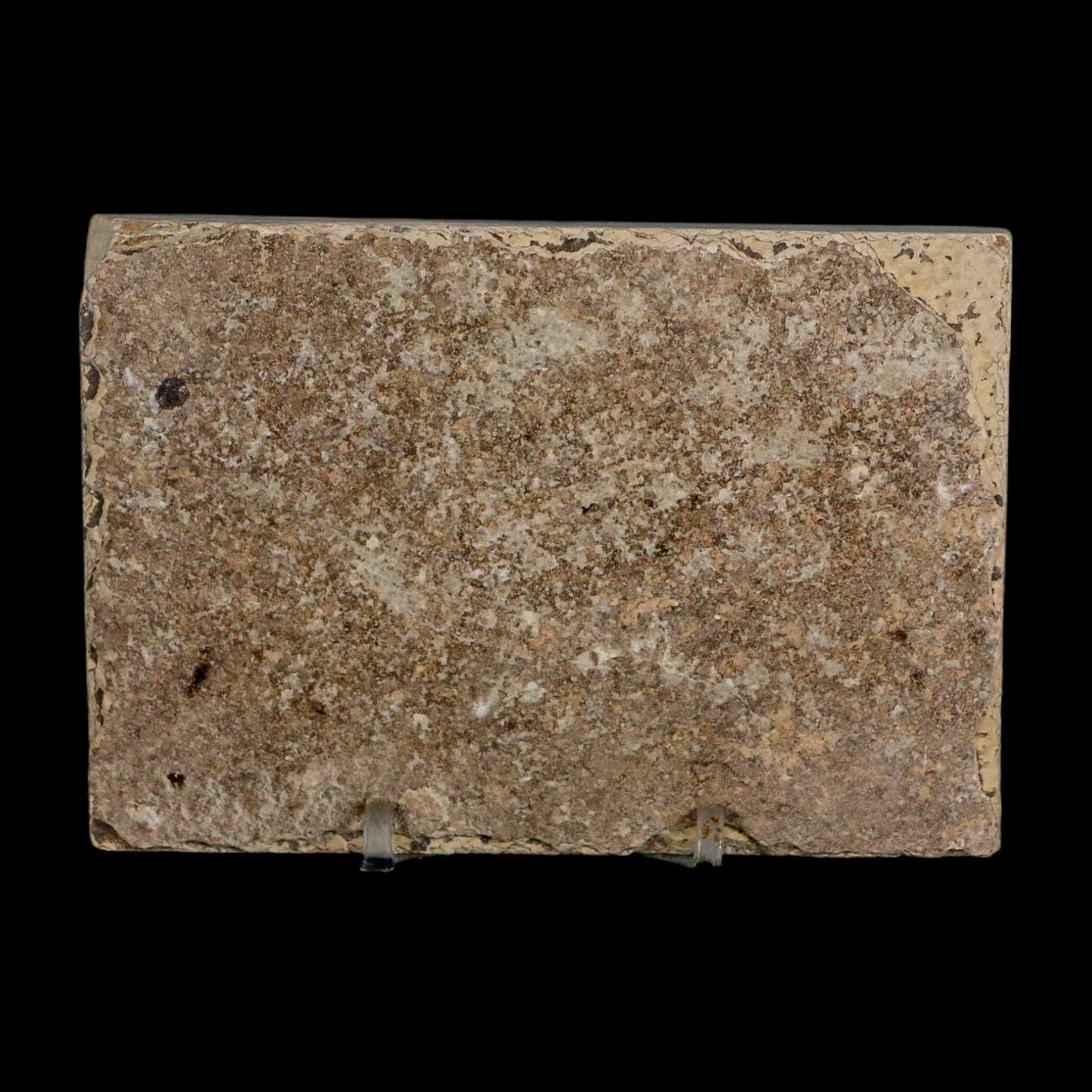 2 Two Knightia Eocaena Fossil Fish Green River FM Wyoming Eocene Age COA & Stand - Fossil Age Minerals