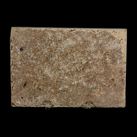 2 Two Knightia Eocaena Fossil Fish Green River FM Wyoming Eocene Age COA & Stand