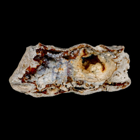 4.4" Agatized Coral Fossil Oligocene and Miocene Epochs Tampa Bay Florida - Fossil Age Minerals