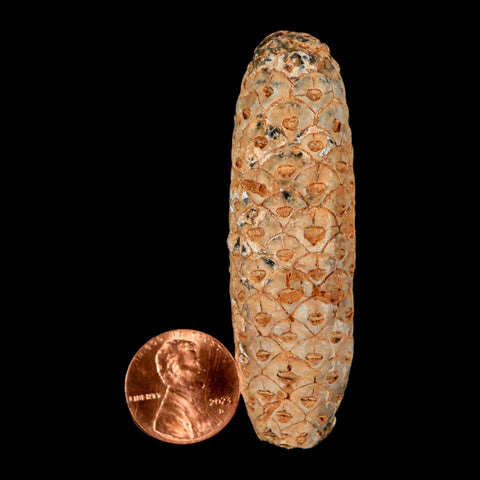 XXL 2.6" Fossil Pine Cone Equicalastrobus Replaced By Agate Eocene Age Seeds Fruit - Fossil Age Minerals