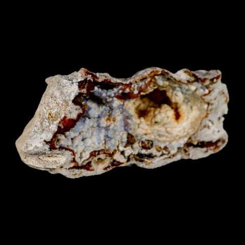 4.4" Agatized Coral Fossil Oligocene and Miocene Epochs Tampa Bay Florida - Fossil Age Minerals