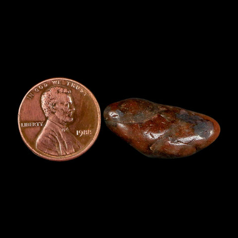 1.1" Sauropod Dinosaur Stomach Stone Gastrolith Rock Gizzard Stone COA