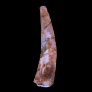 1.7" Pterosaur Coloborhynchus Fossil Tooth Upper Cretaceous Morocco COA, Stand