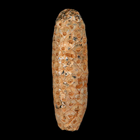 XXL 2.6" Fossil Pine Cone Equicalastrobus Replaced By Agate Eocene Age Seeds Fruit - Fossil Age Minerals