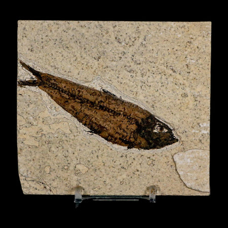 3.7" Knightia Eocaena Fossil Fish Green River FM Wyoming Eocene Age COA & Stand