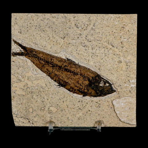 3.7" Knightia Eocaena Fossil Fish Green River FM Wyoming Eocene Age COA & Stand