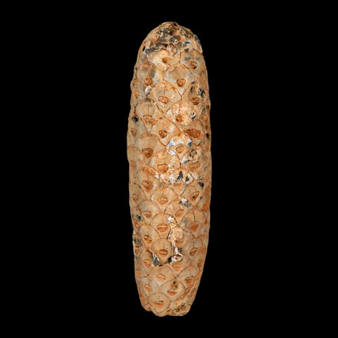 XXL 2.6" Fossil Pine Cone Equicalastrobus Replaced By Agate Eocene Age Seeds Fruit - Fossil Age Minerals
