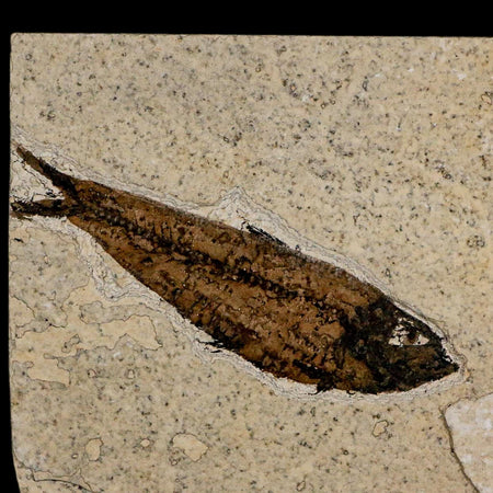 3.7" Knightia Eocaena Fossil Fish Green River FM Wyoming Eocene Age COA & Stand