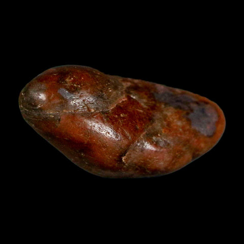 1.1" Sauropod Dinosaur Stomach Stone Gastrolith Rock Gizzard Stone COA