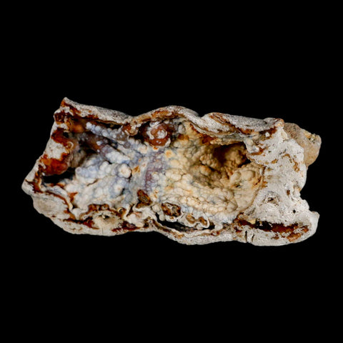 4.4" Agatized Coral Fossil Oligocene and Miocene Epochs Tampa Bay Florida - Fossil Age Minerals