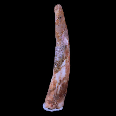 1.7" Pterosaur Coloborhynchus Fossil Tooth Upper Cretaceous Morocco COA, Stand