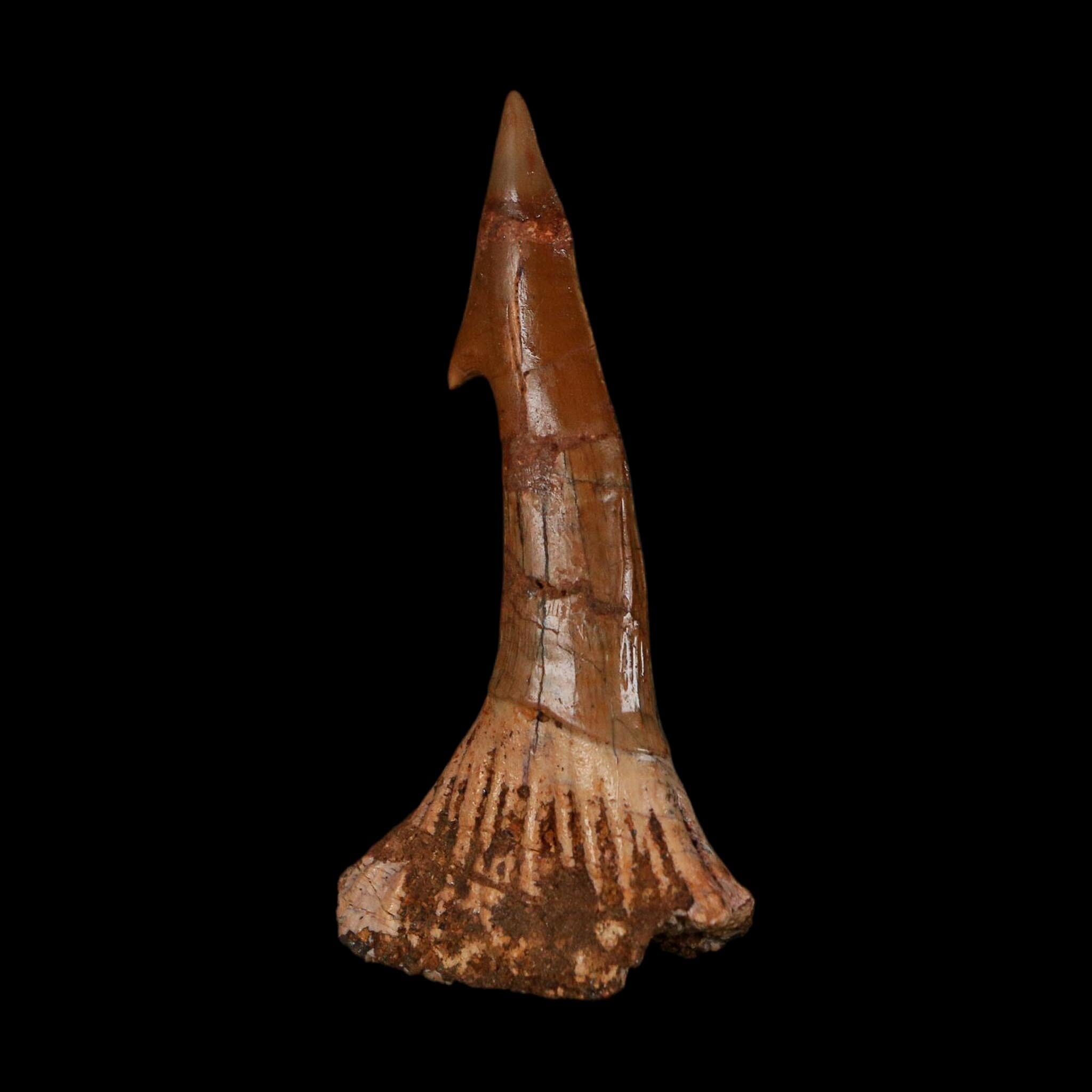 XL 2.6" Sawfish Fossil Tooth Barb Onchopristis Numidus Cretaceous Dinosaur Era COA