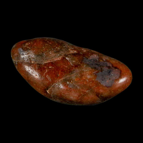 1.1" Sauropod Dinosaur Stomach Stone Gastrolith Rock Gizzard Stone COA