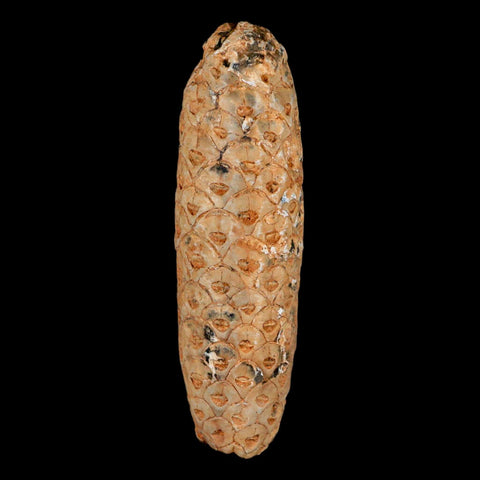 XXL 2.6" Fossil Pine Cone Equicalastrobus Replaced By Agate Eocene Age Seeds Fruit - Fossil Age Minerals