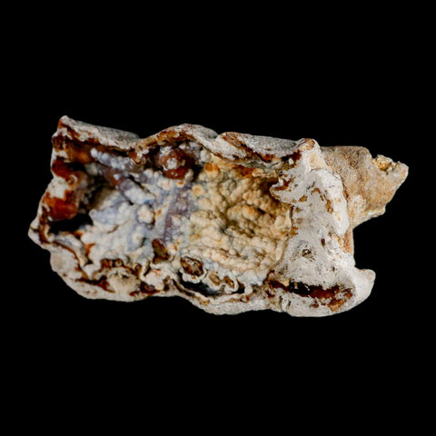 4.4" Agatized Coral Fossil Oligocene and Miocene Epochs Tampa Bay Florida - Fossil Age Minerals