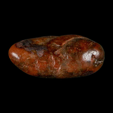 1.1" Sauropod Dinosaur Stomach Stone Gastrolith Rock Gizzard Stone COA