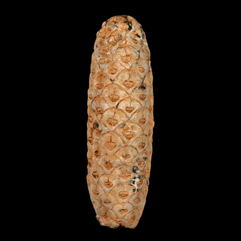 XXL 2.6" Fossil Pine Cone Equicalastrobus Replaced By Agate Eocene Age Seeds Fruit - Fossil Age Minerals