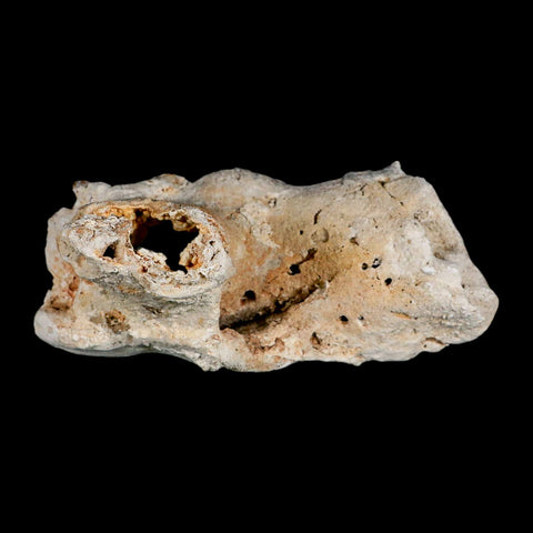 4.4" Agatized Coral Fossil Oligocene and Miocene Epochs Tampa Bay Florida - Fossil Age Minerals