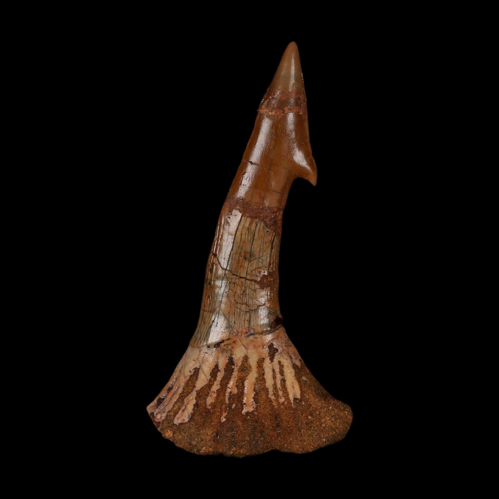 XL 2.6" Sawfish Fossil Tooth Barb Onchopristis Numidus Cretaceous Dinosaur Era COA