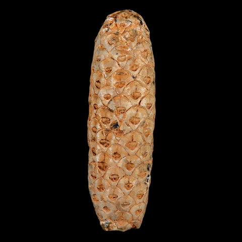 XXL 2.6" Fossil Pine Cone Equicalastrobus Replaced By Agate Eocene Age Seeds Fruit - Fossil Age Minerals