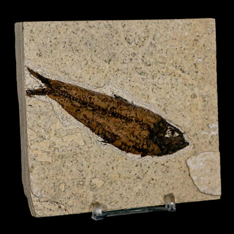 3.7" Knightia Eocaena Fossil Fish Green River FM Wyoming Eocene Age COA & Stand