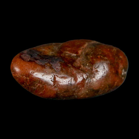 1.1" Sauropod Dinosaur Stomach Stone Gastrolith Rock Gizzard Stone COA