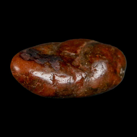 1.1" Sauropod Dinosaur Stomach Stone Gastrolith Rock Gizzard Stone COA