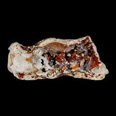Coral Fossil Collection
