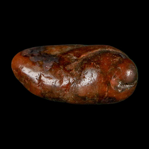 1.1" Sauropod Dinosaur Stomach Stone Gastrolith Rock Gizzard Stone COA