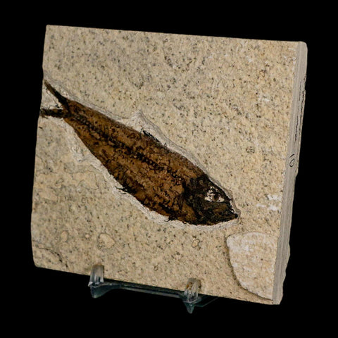 3.7" Knightia Eocaena Fossil Fish Green River FM Wyoming Eocene Age COA & Stand