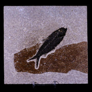 3.6" Knightia Eocaena Fossil Fish Green River FM WY Eocene Age COA & Stand