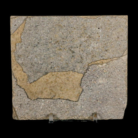 3.7" Knightia Eocaena Fossil Fish Green River FM Wyoming Eocene Age COA & Stand