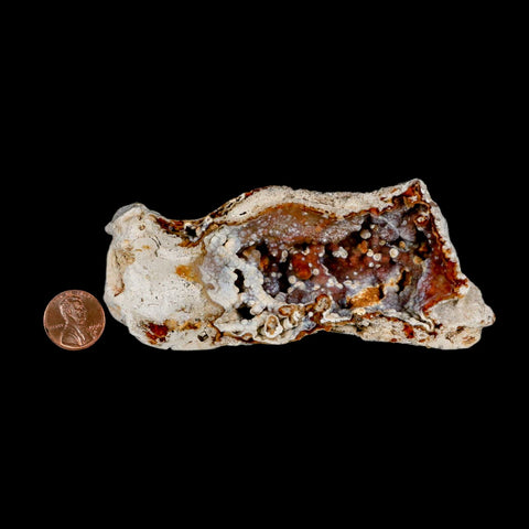 4.7" Agatized Coral Fossil Oligocene and Miocene Epochs Tampa Bay Florida - Fossil Age Minerals