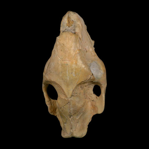 5.9" Oreodont Merycoidodon Fossil Skull Teeth Oligocene Age Badlands SD COA - Fossil Age Minerals