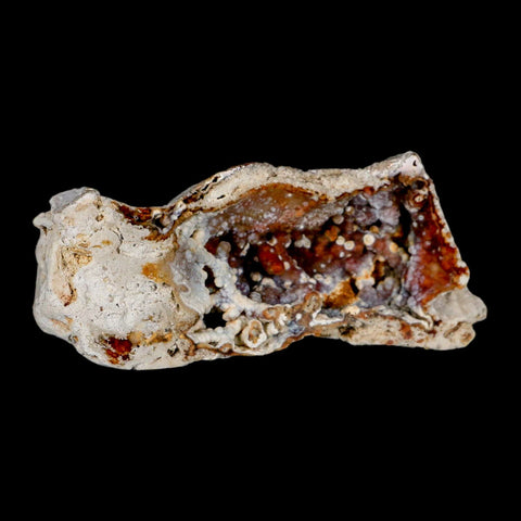 4.7" Agatized Coral Fossil Oligocene and Miocene Epochs Tampa Bay Florida - Fossil Age Minerals