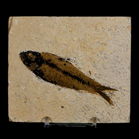 3.5" Knightia Eocaena Fossil Fish Green River FM Wyoming Eocene Age COA & Stand