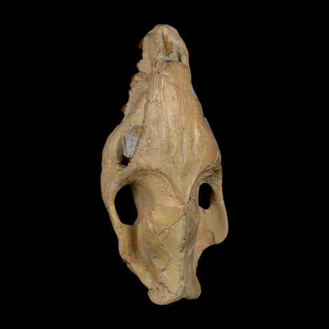 5.9" Oreodont Merycoidodon Fossil Skull Teeth Oligocene Age Badlands SD COA - Fossil Age Minerals