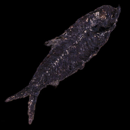 3.6" Knightia Eocaena Fossil Fish Green River FM WY Eocene Age COA & Stand