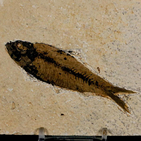 3.5" Knightia Eocaena Fossil Fish Green River FM Wyoming Eocene Age COA & Stand