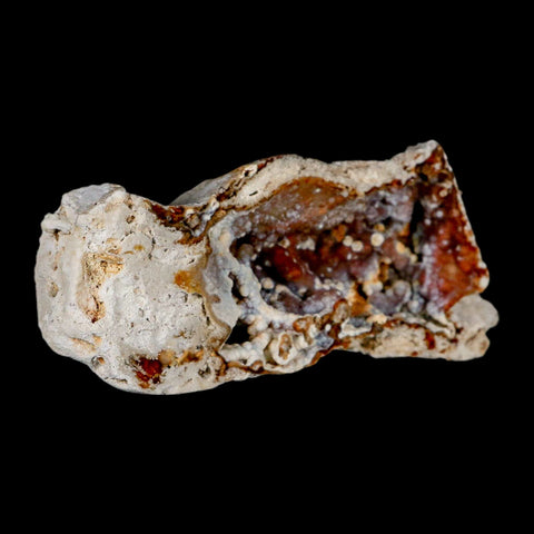 4.7" Agatized Coral Fossil Oligocene and Miocene Epochs Tampa Bay Florida - Fossil Age Minerals