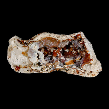 4.7" Agatized Coral Fossil Oligocene and Miocene Epochs Tampa Bay Florida