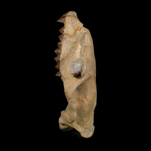 5.9" Oreodont Merycoidodon Fossil Skull Teeth Oligocene Age Badlands SD COA - Fossil Age Minerals