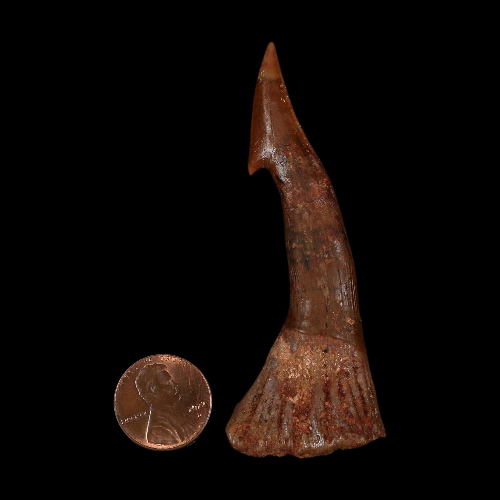 XL 3" Sawfish Fossil Tooth Barb Onchopristis Numidus Cretaceous Dinosaur Era COA