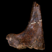 5.4" Brachylophosaurus Fossil Ischium Cretaceous Dinosaur Judith River FM MT COA