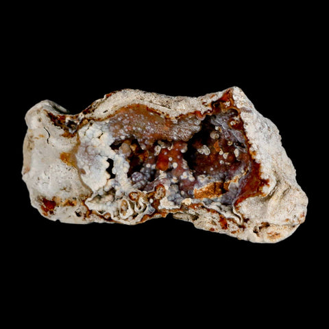 4.7" Agatized Coral Fossil Oligocene and Miocene Epochs Tampa Bay Florida - Fossil Age Minerals