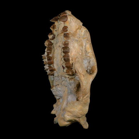 5.9" Oreodont Merycoidodon Fossil Skull Teeth Oligocene Age Badlands SD COA - Fossil Age Minerals