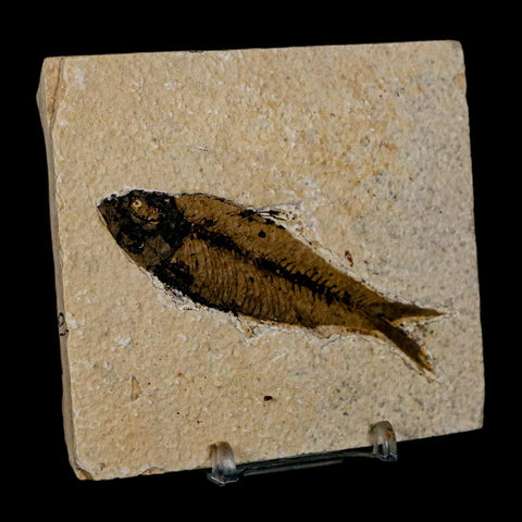 3.5" Knightia Eocaena Fossil Fish Green River FM Wyoming Eocene Age COA & Stand